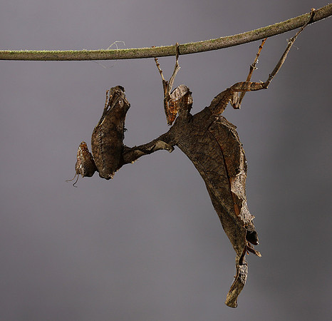 Leaf mantis acanthopid