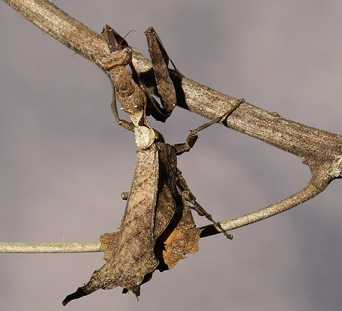 Leaf mantis acanthopid