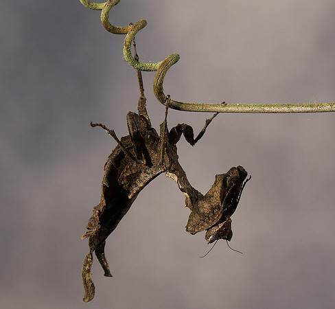 Leaf mantis acanthopid