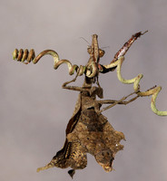 Leaf mantis acanthopid