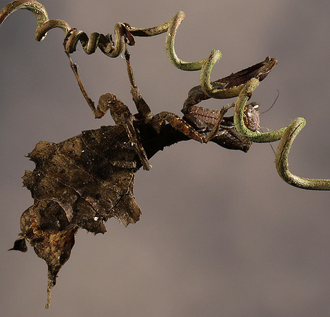 Leaf mantis acanthopid