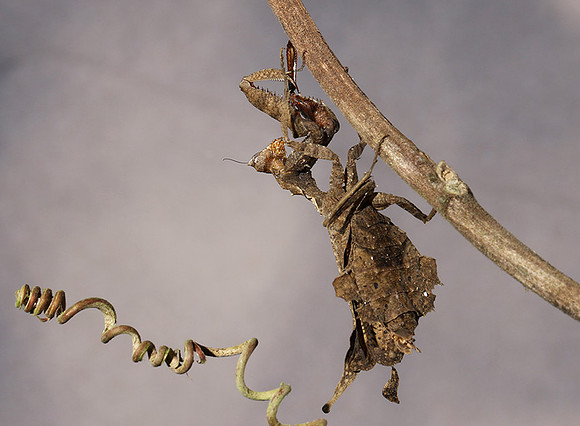 Leaf mantis acanthopid