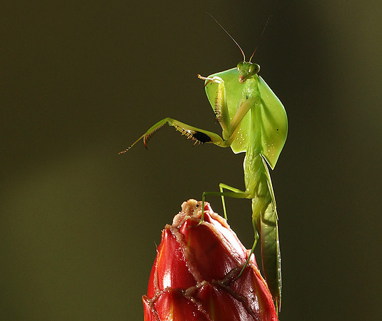 Praying mantis