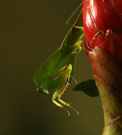 Praying mantis
