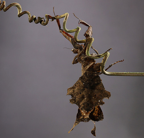 Leaf mantis acanthopid