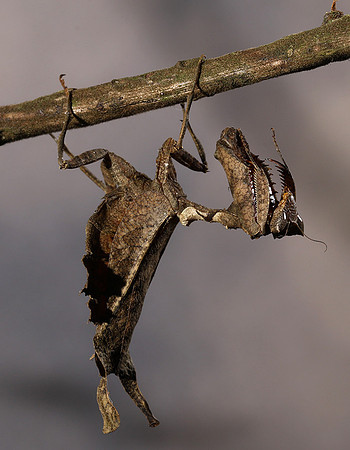Leaf mantis acanthopid
