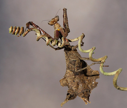 Leaf mantis acanthopid