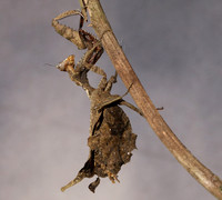 Leaf mantis acanthopid