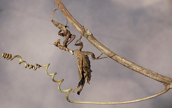 Leaf mantis acanthopid