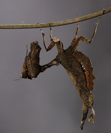 Leaf mantis acanthopid