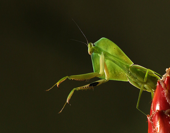 Praying mantis