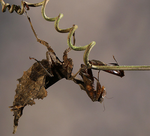 Leaf mantis acanthopid