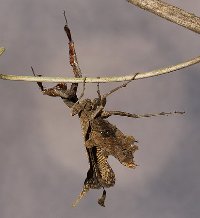 Leaf mantis acanthopid