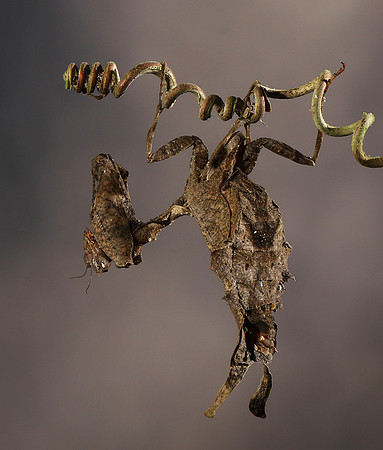 Leaf mantis acanthopid