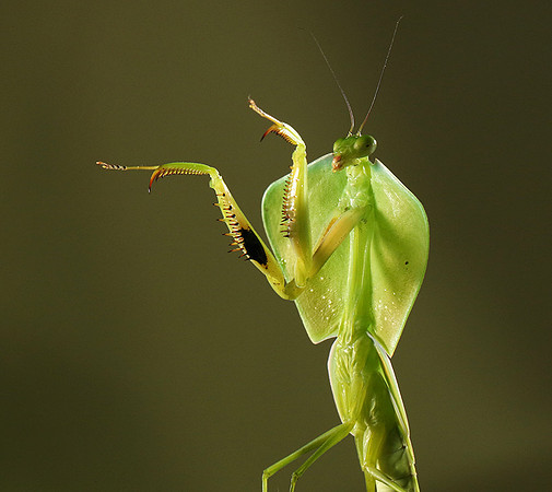 Praying mantis