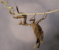 Leaf mantis acanthopid