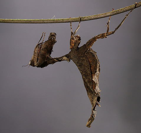 Leaf mantis acanthopid