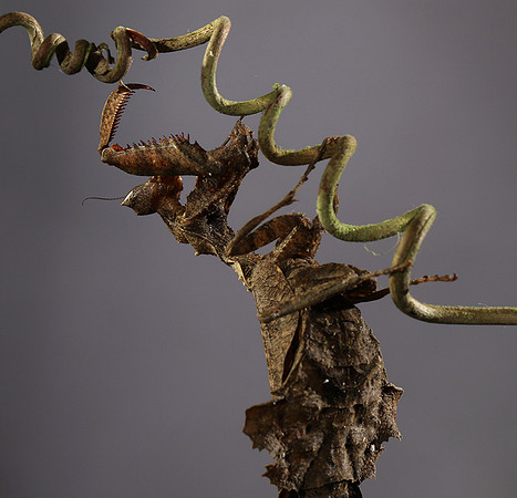 Leaf mantis acanthopid