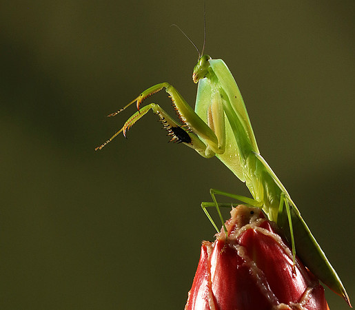 Praying mantis