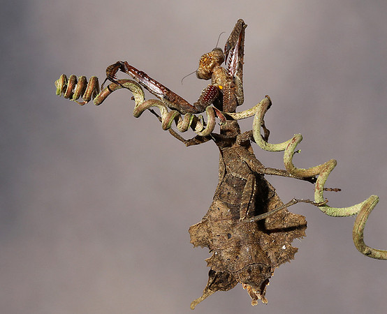 Leaf mantis acanthopid