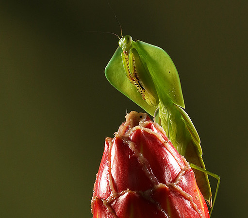 Praying mantis