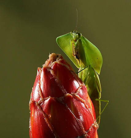 Praying mantis