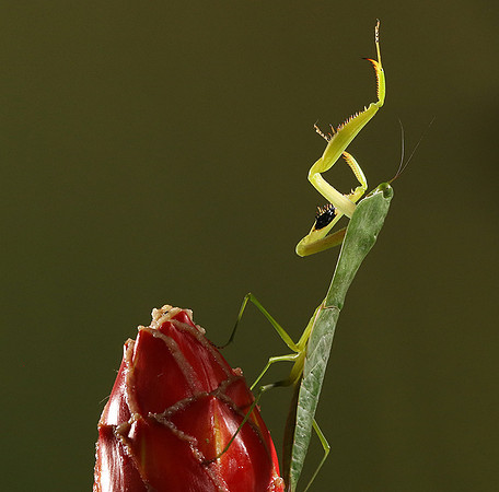Praying mantis