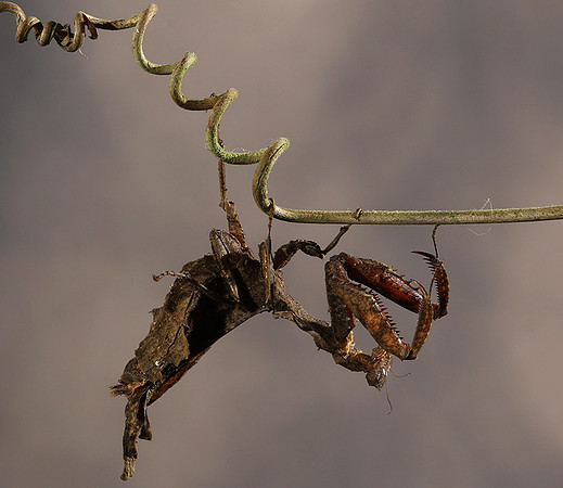 Leaf mantis acanthopid