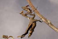 Leaf mantis acanthopid