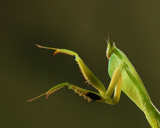 Praying mantis