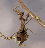 Leaf mantis acanthopid