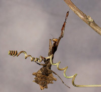Leaf mantis acanthopid