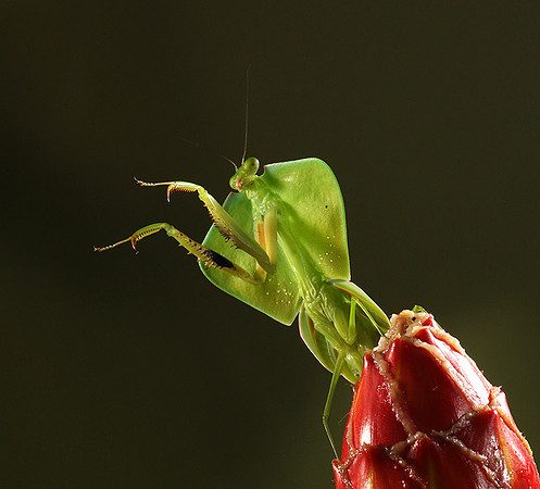 Praying mantis