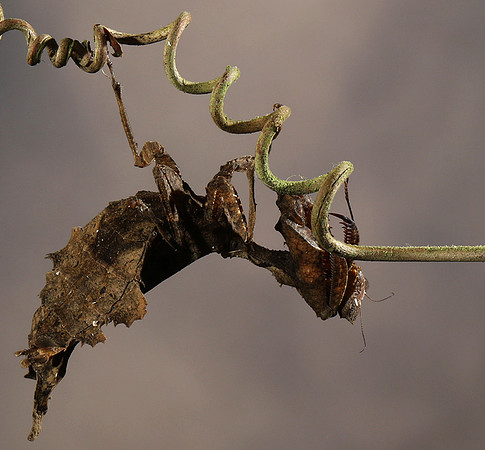 Leaf mantis acanthopid