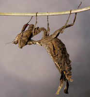 Leaf mantis acanthopid