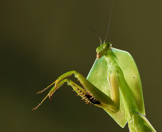 Praying mantis