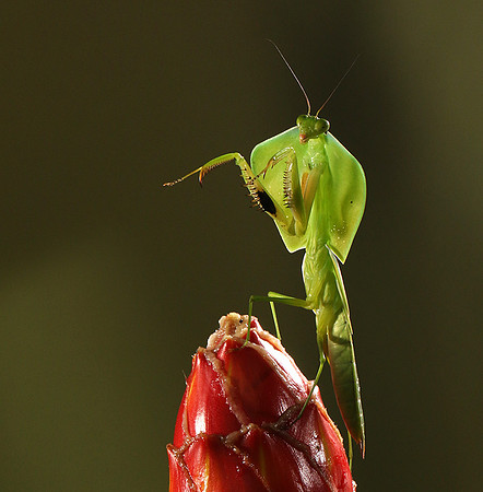 Praying mantis