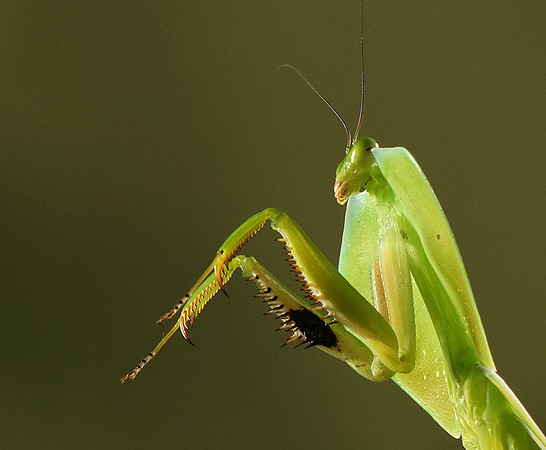 Praying mantis