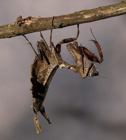 Leaf mantis acanthopid