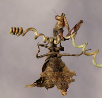 Leaf mantis acanthopid