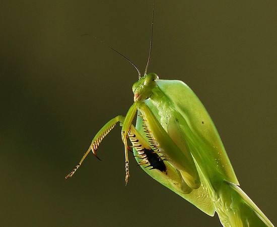 Praying mantis