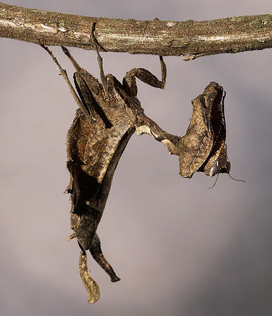 Leaf mantis acanthopid