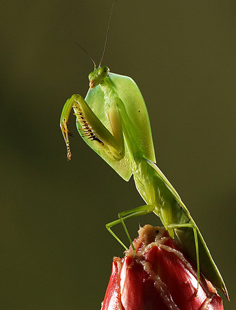 Praying mantis