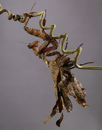 Leaf mantis acanthopid