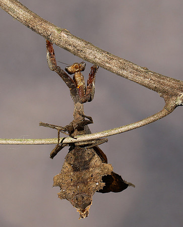 Leaf mantis acanthopid