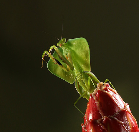 Praying mantis