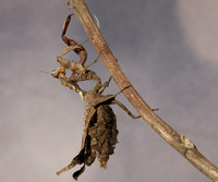 Leaf mantis acanthopid