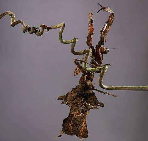 Leaf mantis acanthopid