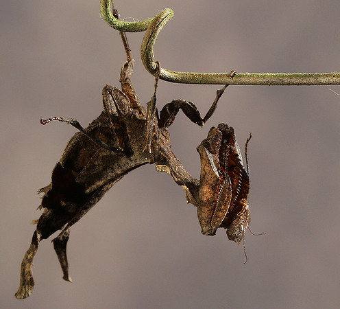 Leaf mantis acanthopid