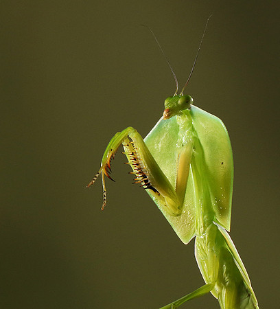Praying mantis